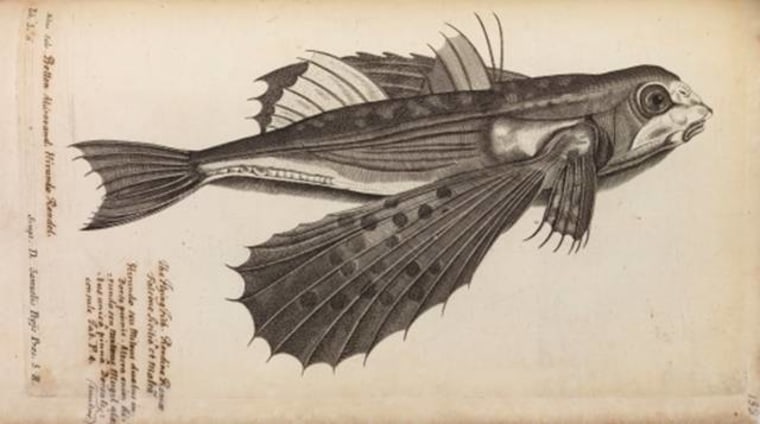 Image: Engraving of a flying fish